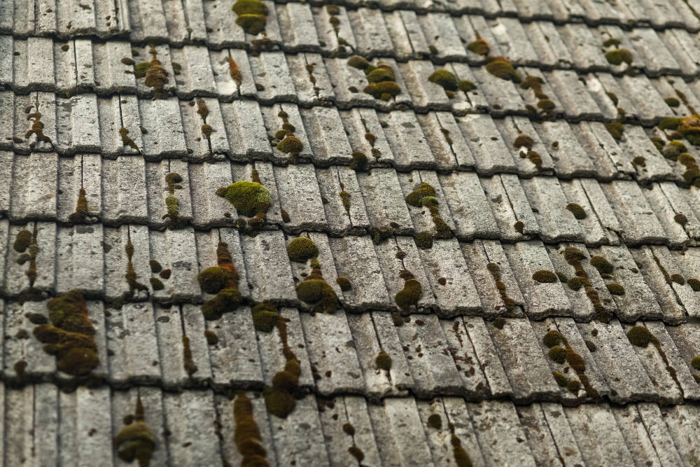 Close-up of green moss growing on an old roof, indicating moisture problems.
