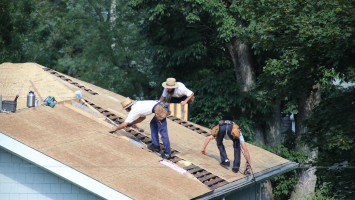 Three roofing contractors work on a roof under clear skies, installing new sheathing as part of a typical roofing project.