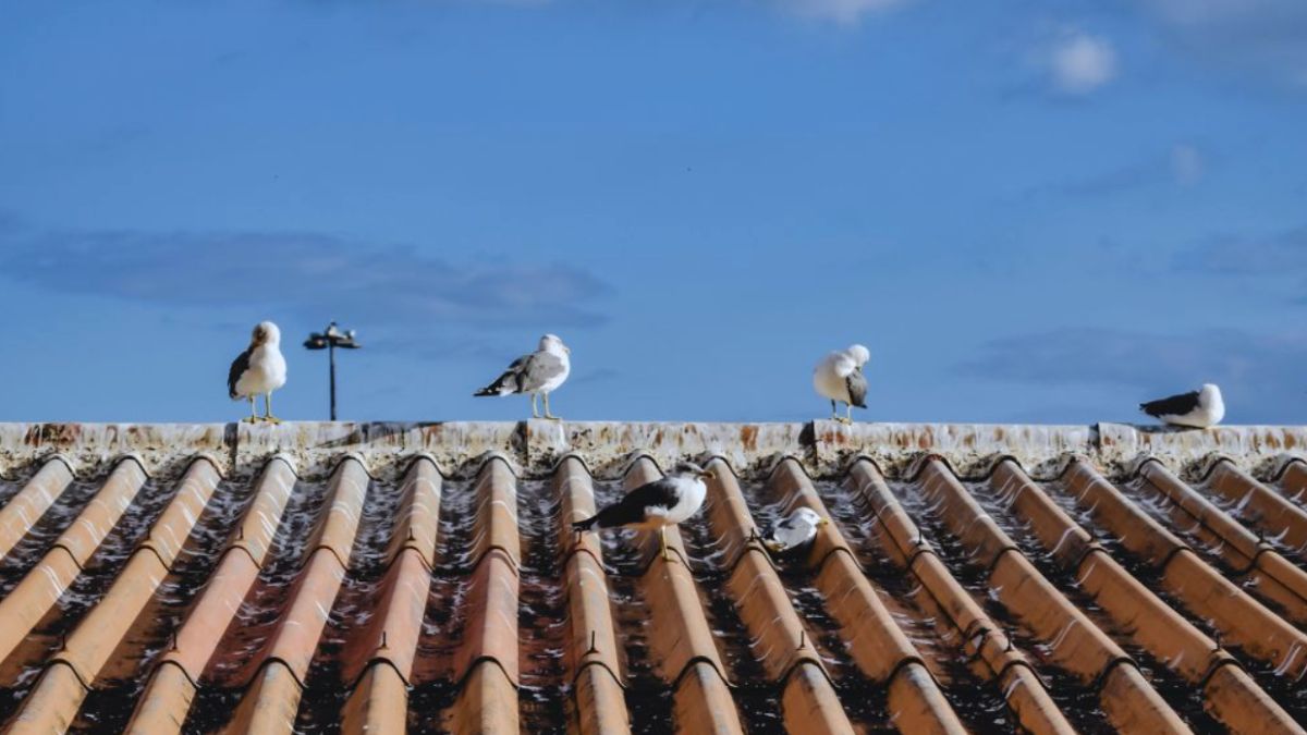 Several birds are perched on a tile roof, which shows signs of damage and staining, with visible debris and discoloration caused by the birds, illustrating roof damage related to bird activity.