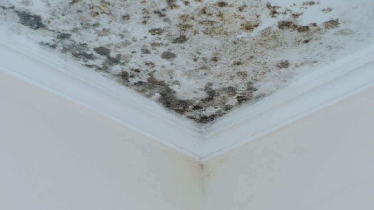 Close-up of mold on the ceiling, highlighting a possible roof leak or humidity problem in the room.