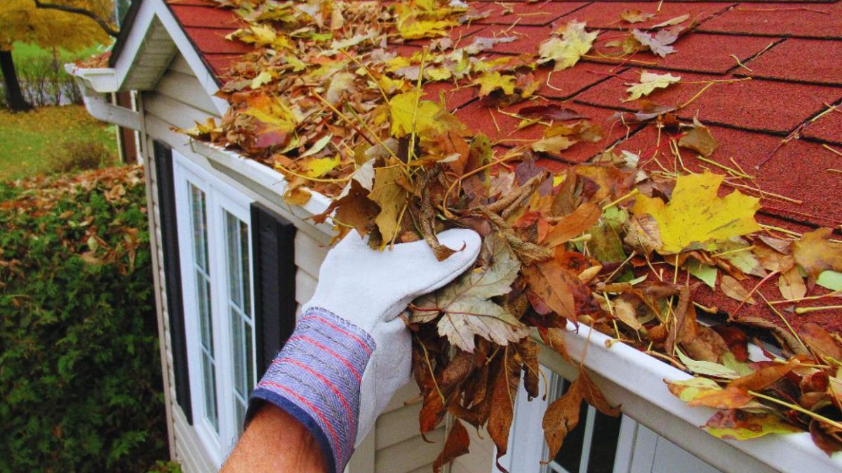 Close-up of a gloved hand clearing a gutter clogged with dry autumn leaves along the edge of a red shingle roof on a light-colored house.